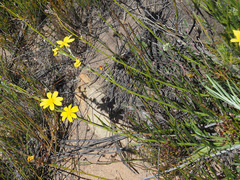Osteospermum asperulum