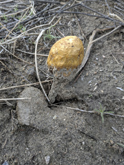 Podaxis pistillaris image