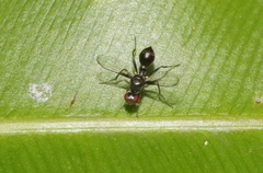 Parapalaeosepsis