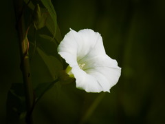 Calystegia sepium