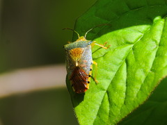Acanthosoma