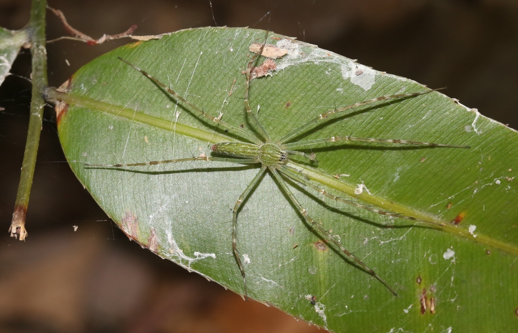 Northern Lined Hygropoda