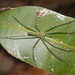 Hygropoda lineata - Photo (c) J. Bailey, algunos derechos reservados (CC BY-NC)