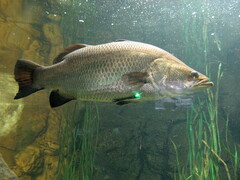 Barramundi photo 2