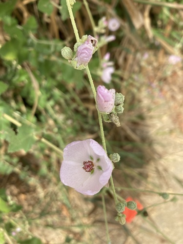 iNaturalist observation photo of southern coastal bushmallow