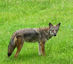 Canis latrans