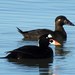 Surf Scoter - Photo (c) Ross Millikan, some rights reserved (CC BY-NC), uploaded by Ross Millikan