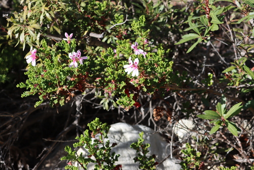 Image of Pelargonium Panduriforme (Pelargonium panduriforme) by (c) Tony Rebelo, some rights reserved (CC BY-SA)