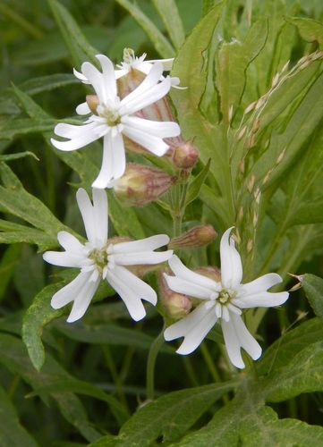 Siberian catchfly