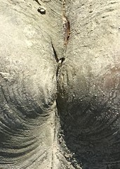 Sinanodonta woodiana