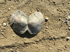 Sinanodonta woodiana