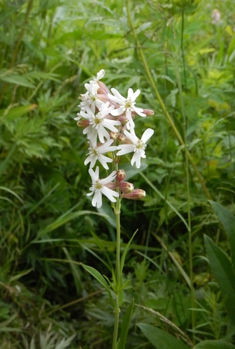 Siberian catchfly