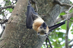 Pteropus seychellensis comorensis