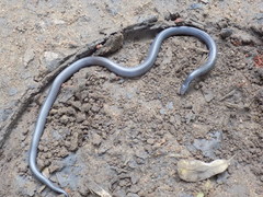 Atractaspis bibronii