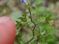 Mazus pumilus