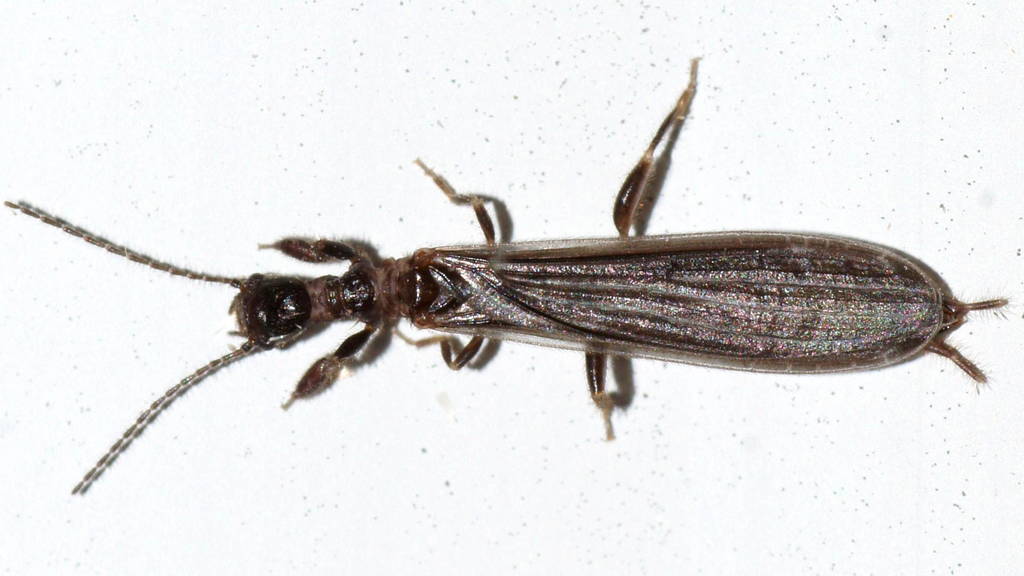 Aposthonia gurneyi