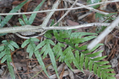 Pteris dispar