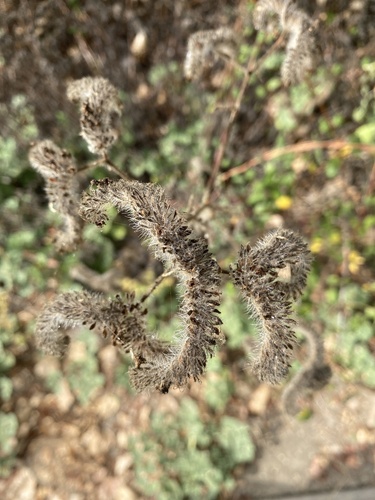iNaturalist observation photo of Scorpionweeds