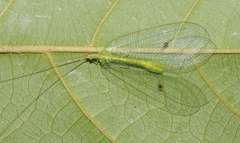 Apochrysa retivenosa