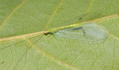 Apochrysa retivenosa