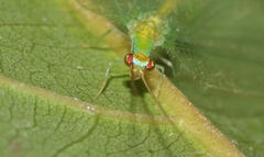 Apochrysa retivenosa