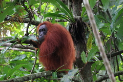 Pongo abelii