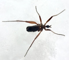 Chionea obtusa