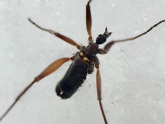Chionea obtusa