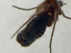 Chionea obtusa