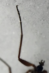 Chionea obtusa