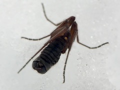Chionea obtusa