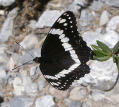 Limenitis weidemeyerii nevadae
