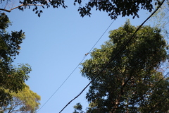 Dendrocitta formosae formosae