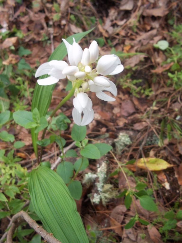 Govenia liliacea