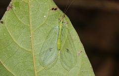 Apochrysa retivenosa
