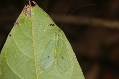 Apochrysa retivenosa