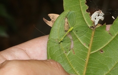Apochrysa retivenosa
