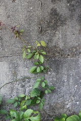 Causonis corniculata