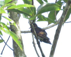 Chrysococcyx xanthorhynchus