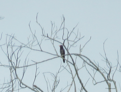 Chrysococcyx xanthorhynchus