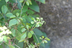 Causonis corniculata