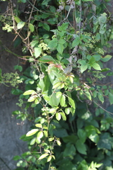 Causonis corniculata