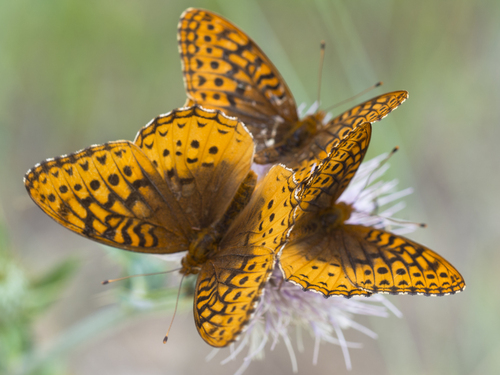 Great spangled fritillary