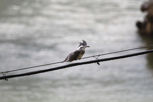 Crested Kingfisher