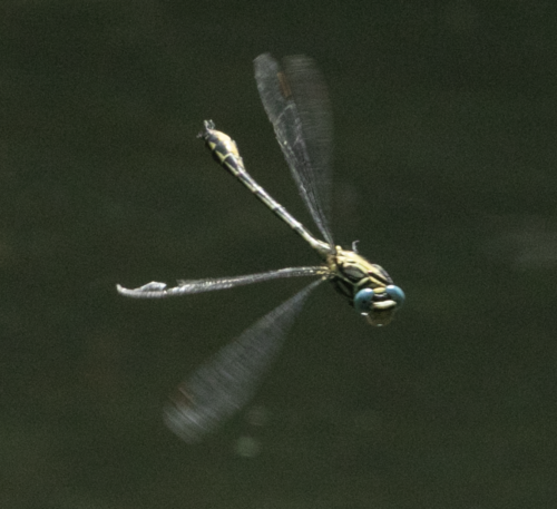 River Clubtail photo 3