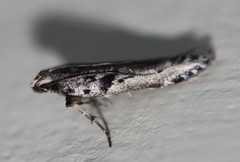 Aristotelia paradesma