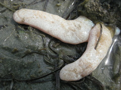 Eudistoma elongatum