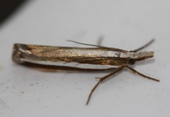 Orocrambus apicellus