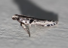Aristotelia paradesma