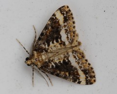 Pseudocoremia leucelaea